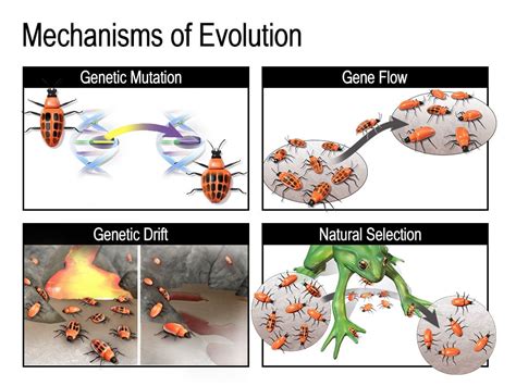 Evolution Changes .